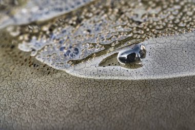 Macro photo of forepart of amazing horseshoe crab clipart