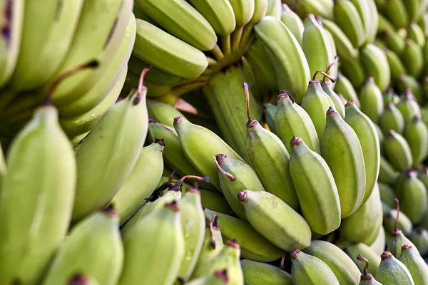 Φωτογραφία: closeup πολλές πράσινες μπανάνες τσαμπιά σε εξωτερικούς χώρους — Φωτογραφία Αρχείου