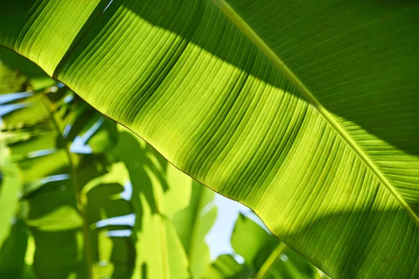 Foto close-up de folhas de bananeira verde texturizadas ao ar livre — Fotografia de Stock