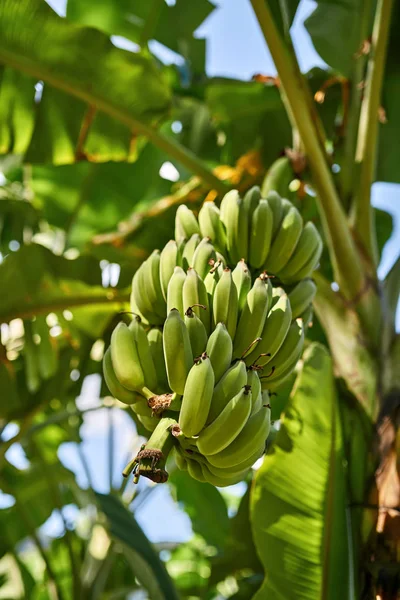 Banana árvore com cachos de frutas verdes no fundo ensolarado — Fotografia de Stock