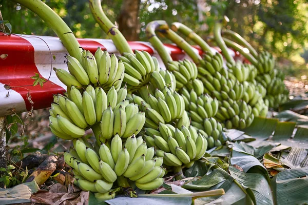 Bananeiras derrubadas com muitos cachos de frutas verdes deitadas ao ar livre — Fotografia de Stock