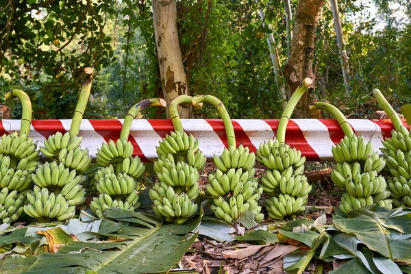 Bananeiras derrubadas com muitos cachos de frutas verdes deitadas ao ar livre — Fotografia de Stock