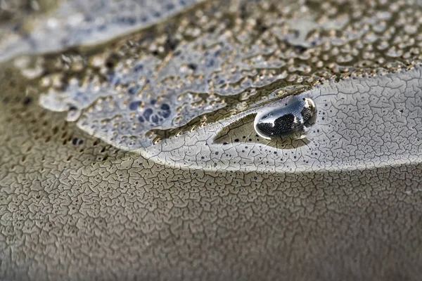 Μακροεντολή φωτογραφία της πρόσθιας καταπληκτική πέταλο καβουριού — Φωτογραφία Αρχείου
