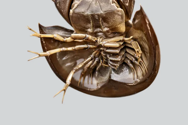 Close-up foto van de onderzijde van horseshoe krab met poten en klauwen — Stockfoto