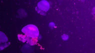 Yüzme denizbalıkların closeup sualtı video kaydı