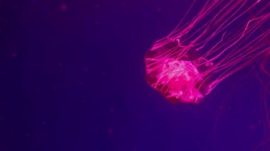 Yüzme kırmızı denizanası closeup sualtı video kaydı