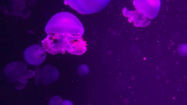 Close-up onderwater video-opname van zwemmen kwallen — Stockvideo