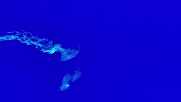 Zbliżenie podwodne nagranie wideo pływanie jellyfishes — Wideo stockowe