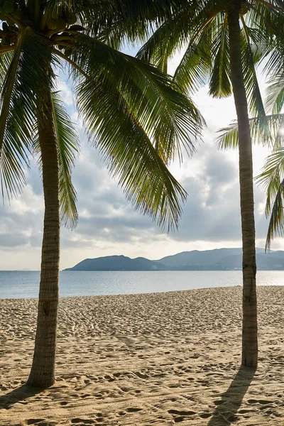 Yeşil palmiye ağaçları ile tropikal kum plaj — Stok fotoğraf