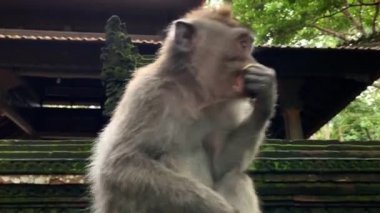Bali Ubud ormanında Maymun yeme makak