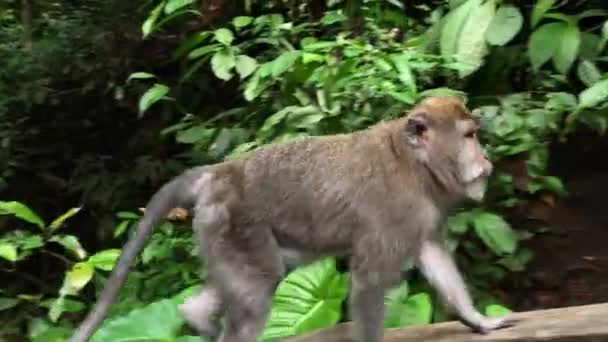 Ausgewachsene Makaken im Affenwald in Ubud auf Bali — Stockvideo