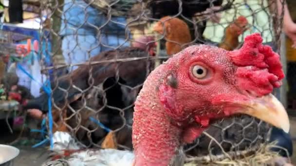 Nieuwsgierige kip op zoek naar camera op Aziatische straat markt — Stockvideo