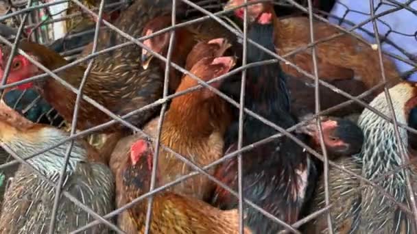 Lote de gallinas en jaula de alambre en el mercado callejero asiático — Vídeos de Stock
