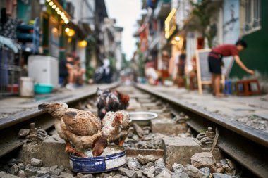 Hanoi şehir caddesinde tren rayları üzerinde yiyecek gagalama tavuklar