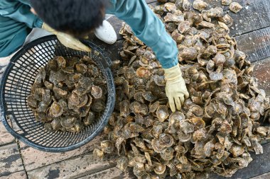 Vietnam'da istiridye çiftliğinde mollusk sıralama işlemi