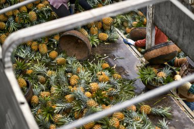 Kamyon tamamen taze ananas ve onları sıralama işçiler ile yüklü