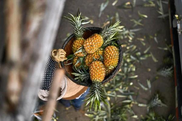 Corpo camion con operaio all'interno del quale trasporta ananas — Foto Stock