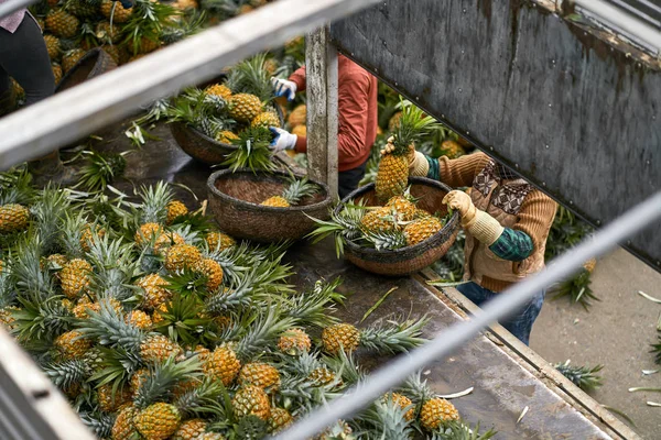 Camion entièrement chargé d'ananas frais et de travailleurs qui les trient — Photo