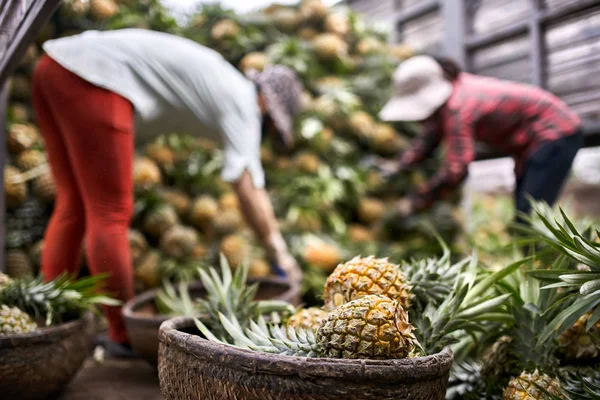 Camión completamente cargado con piñas frescas y dos trabajadores que las clasifican — Foto de Stock