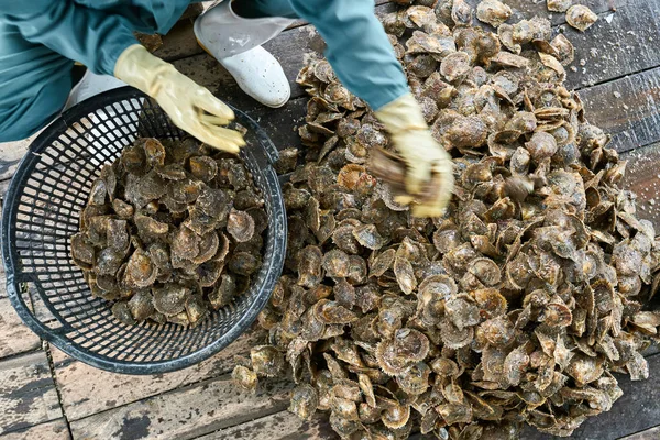 Mollusk sorting process on oyster farm in Vietnam — Stock Photo, Image