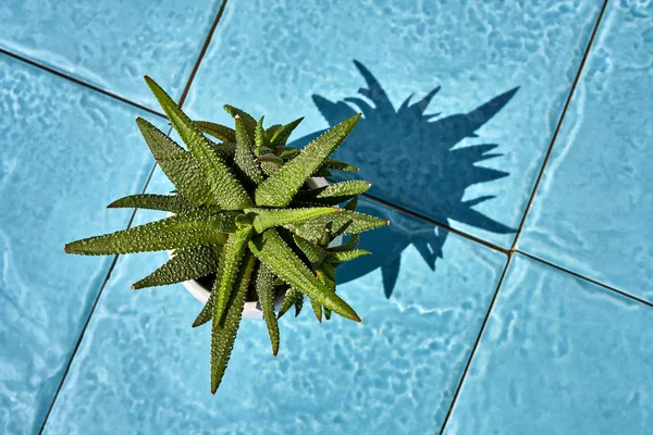 Bunte Pflanze im hellen Topf auf sonnigem Hintergrund des Cyanbodens — Stockfoto