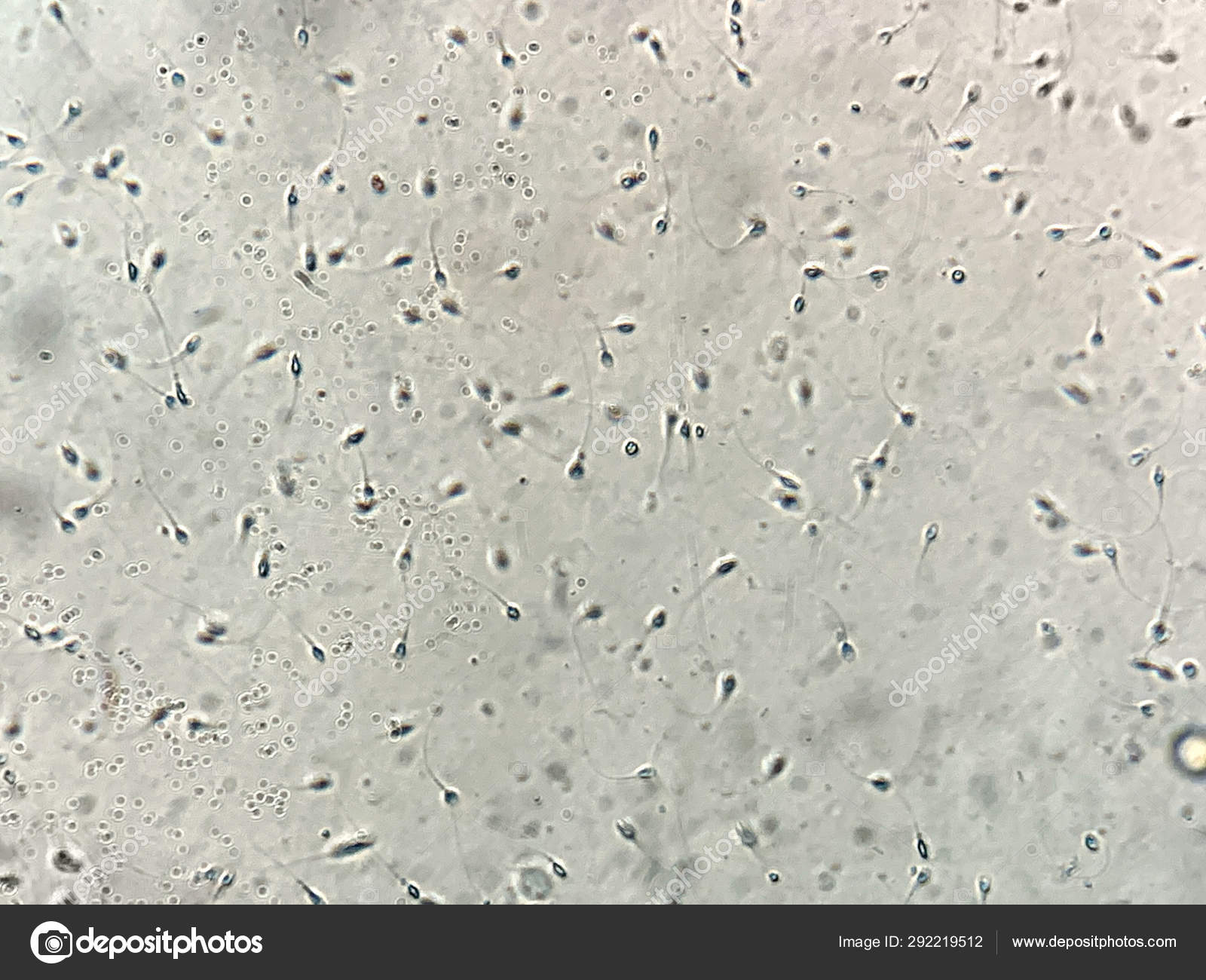 Eng ajoyib Osiyo minuti Jinsiy aloqada bolgan tola qizlarning videolarini tomosha qiling