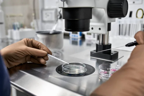 Processo di fecondazione in vitro in laboratorio — Foto Stock