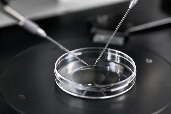 Διαδικασία της in vitro γονιμοποίησης σε εργαστηριακές — Φωτογραφία Αρχείου