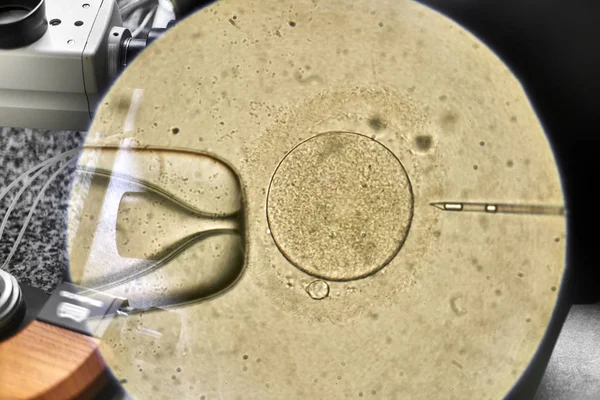 Ver através do microscópio no processo de fertilização in vitro — Fotografia de Stock