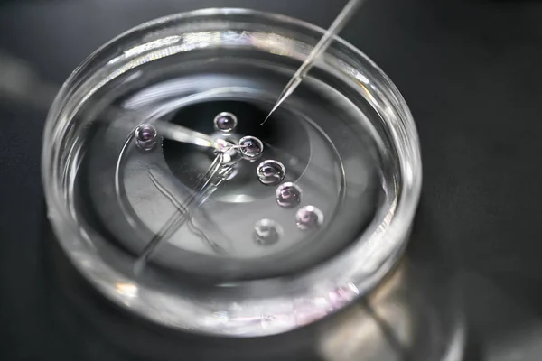 Processo di fecondazione in vitro in laboratorio — Foto Stock