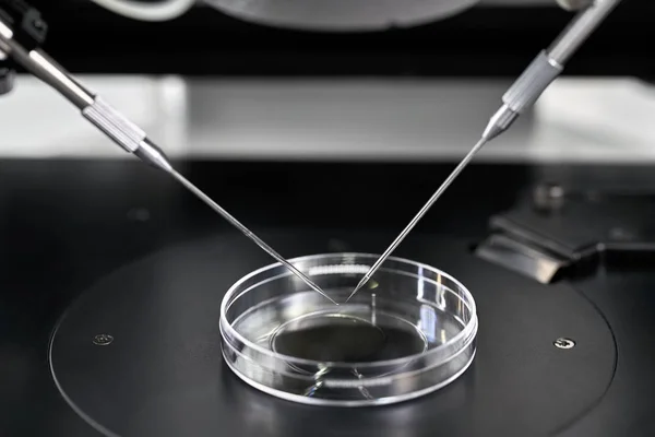 Verfahren der In-vitro-Fertilisation im Labor — Stockfoto