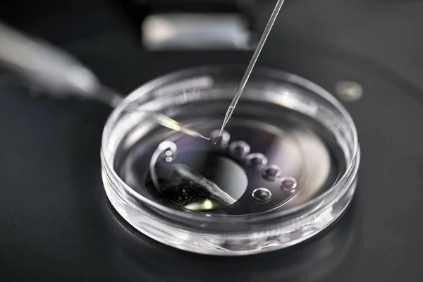 Process of in vitro fertilization in laboratory — Stock Photo, Image