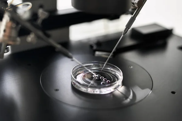 Processo di fecondazione in vitro in laboratorio — Foto Stock