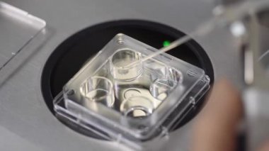 Laboratuvarda in vitro fertilizasyon süreci