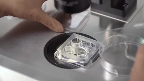 Processo di fecondazione in vitro in laboratorio — Video Stock