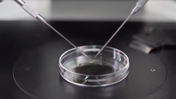 Proces van in vitro bevruchting in laboratorium — Stockvideo