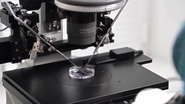 Processo di fecondazione in vitro in laboratorio — Video Stock