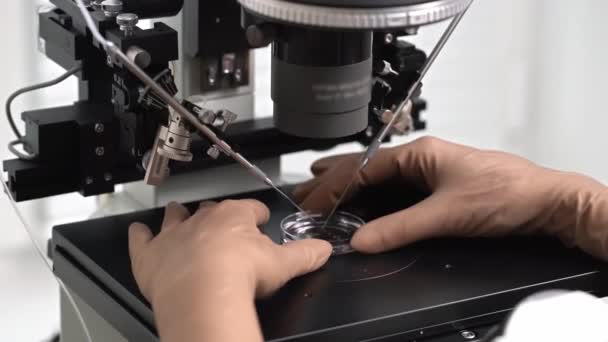 Процесс экстракорпорального оплодотворения в лаборатории — стоковое видео