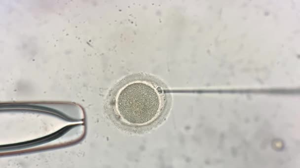 Tilik melalui mikroskop pada proses fertilisasi in vitro — Stok Video