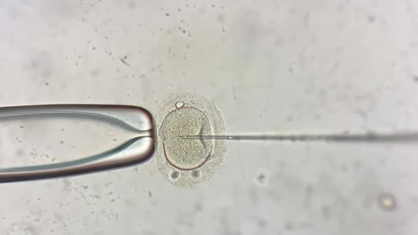 Ver a través del microscopio en el proceso de fertilización in vitro — Vídeo de stock