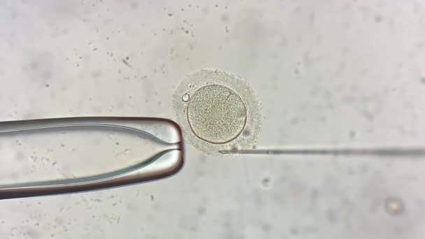 Ver através do microscópio no processo de fertilização in vitro — Vídeo de Stock