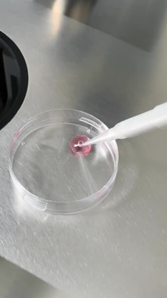 Proceso de fertilización in vitro en laboratorio — Vídeo de stock
