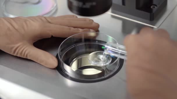 Process of in vitro fertilization in laboratory — Stock Video