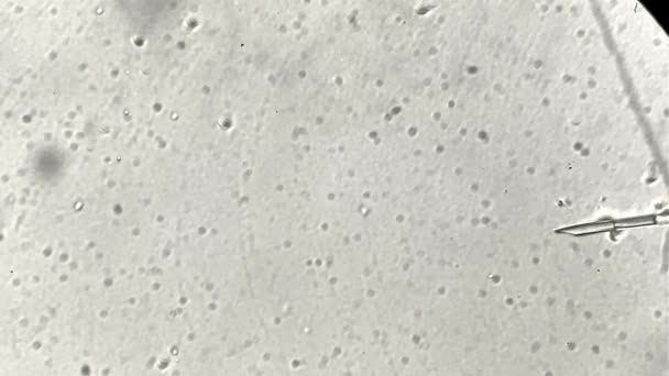 Vista attraverso il microscopio al processo di fecondazione in vitro — Video Stock