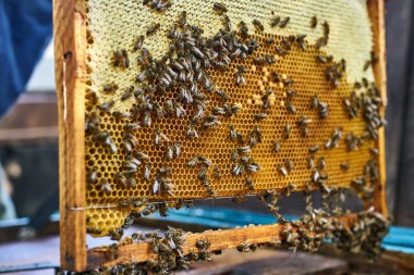 Bal ve birçok arı ile petek de Closeup görünümü