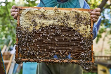 Açık havada ahşap arı kovanı bal hasat süreci