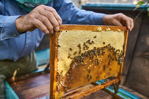 Proces van het oogsten van honing uit houten Bijenkorf buitenshuis — Stockfoto