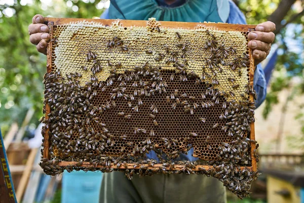 A mézbetakarítás folyamata a fából készült méhkas szabadban — Stock Fotó