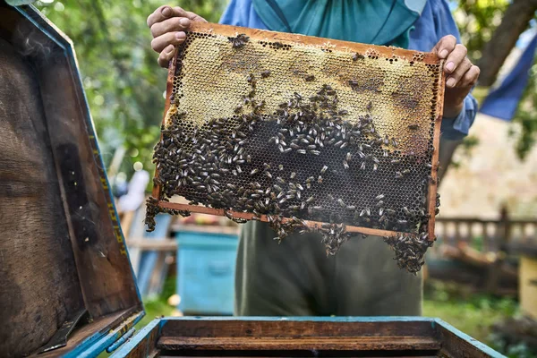 Proces van het oogsten van honing uit houten Bijenkorf buitenshuis — Stockfoto