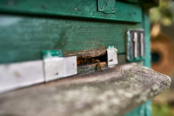 Zobrazení maker u včel, které se vrací domů — Stock fotografie